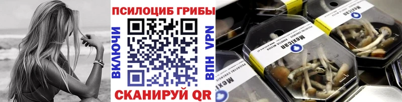 Галлюциногенные грибы Psilocybe  Новосокольники 